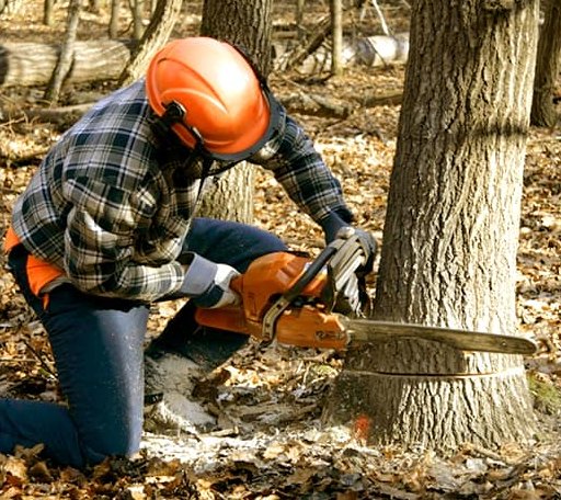 Tree Removal in Howardsville, VA